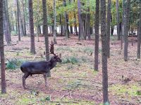 1742473118525 1742473118525